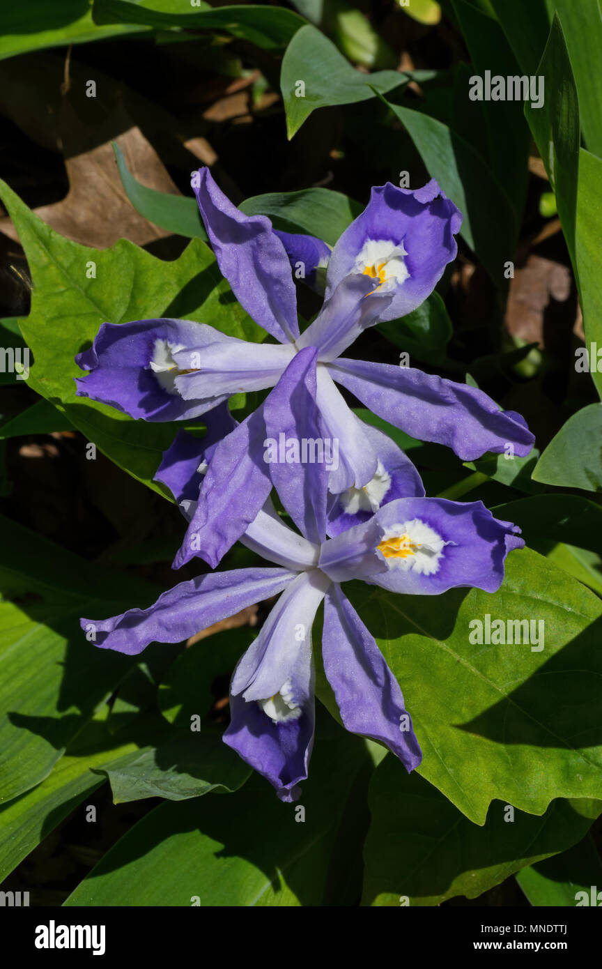 Iris cristata noto come dwarf crested iris in fiore. Si tratta di un rhizomatous pianta perenne endemico USA orientale. Foto Stock
