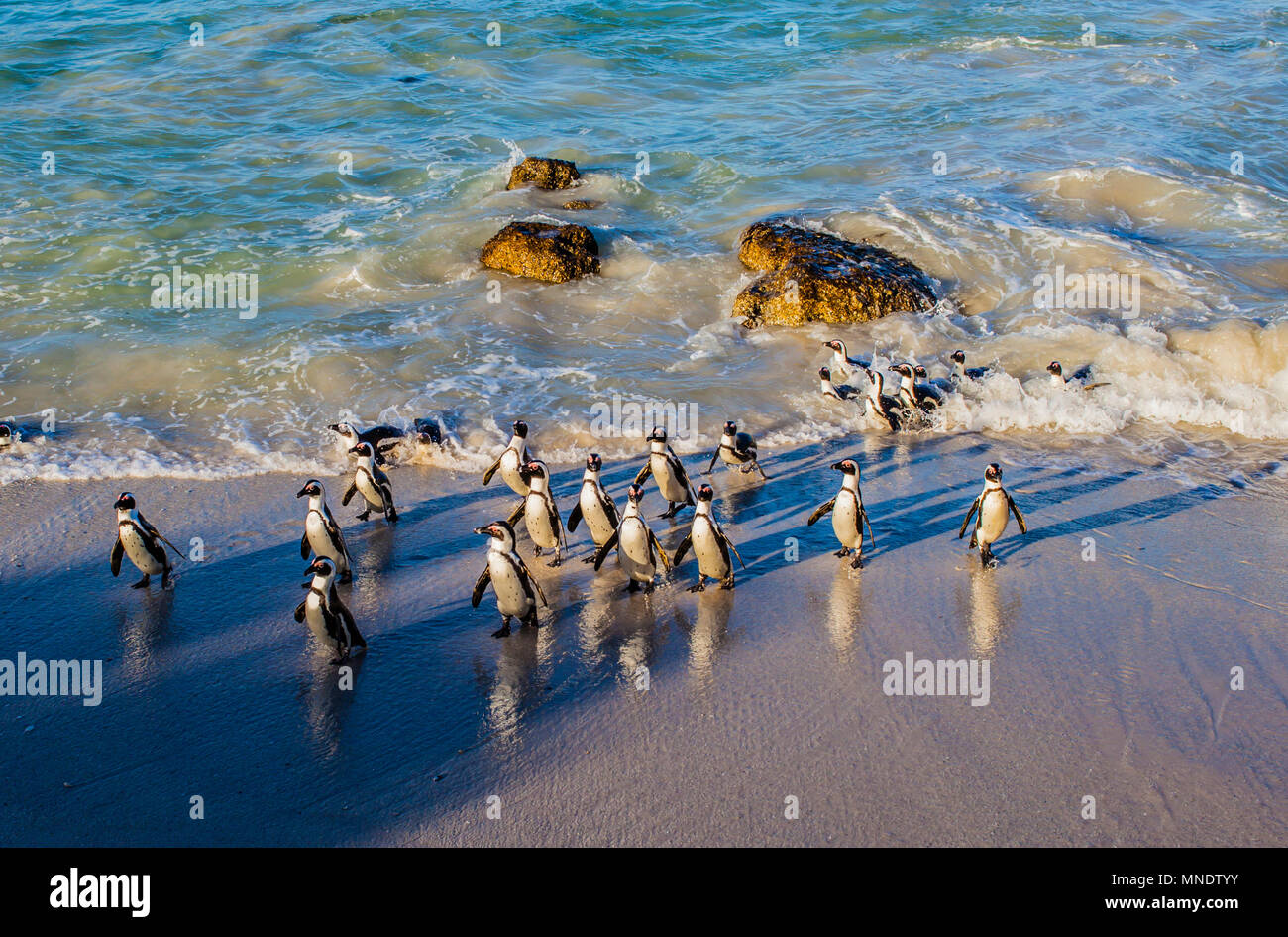 Gruppo di pinguini africani a Boulders Beach, Simon's Town, Sud Africa Foto Stock