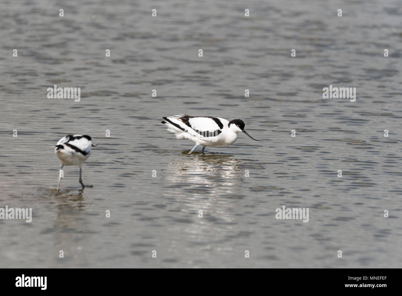 Avocet aggressivi (Recurvirostra avosetta) Foto Stock