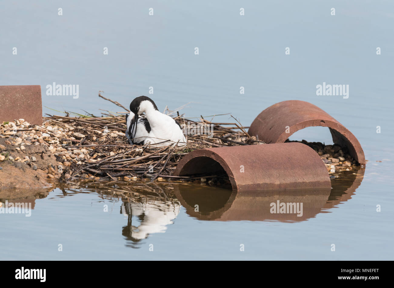 Avocet (Recurvirostra avosetta) su un nido Foto Stock