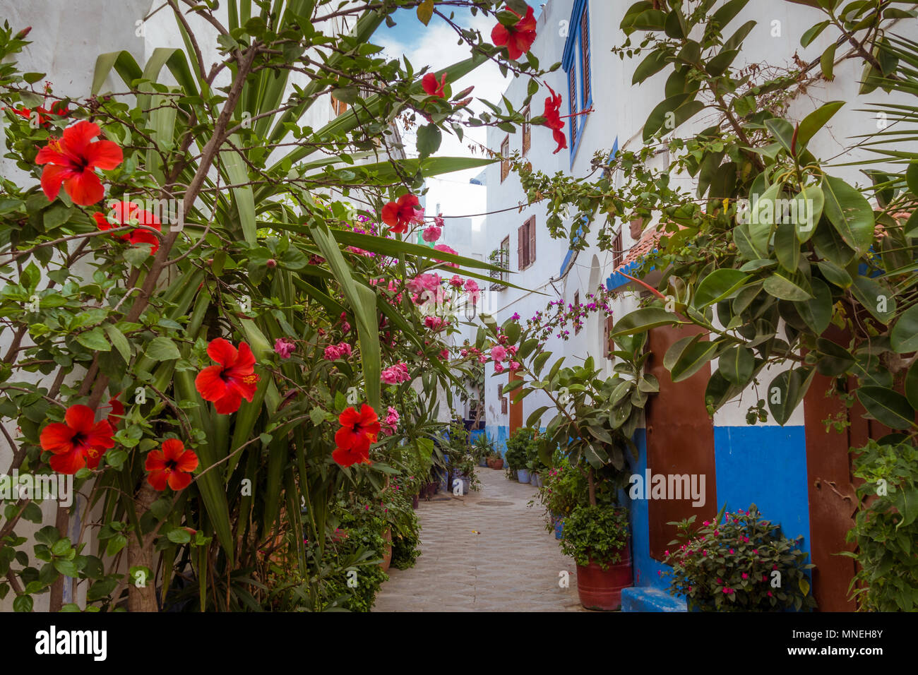 Giardino urbano nella Medina di Asilah, nord del Marocco Foto Stock