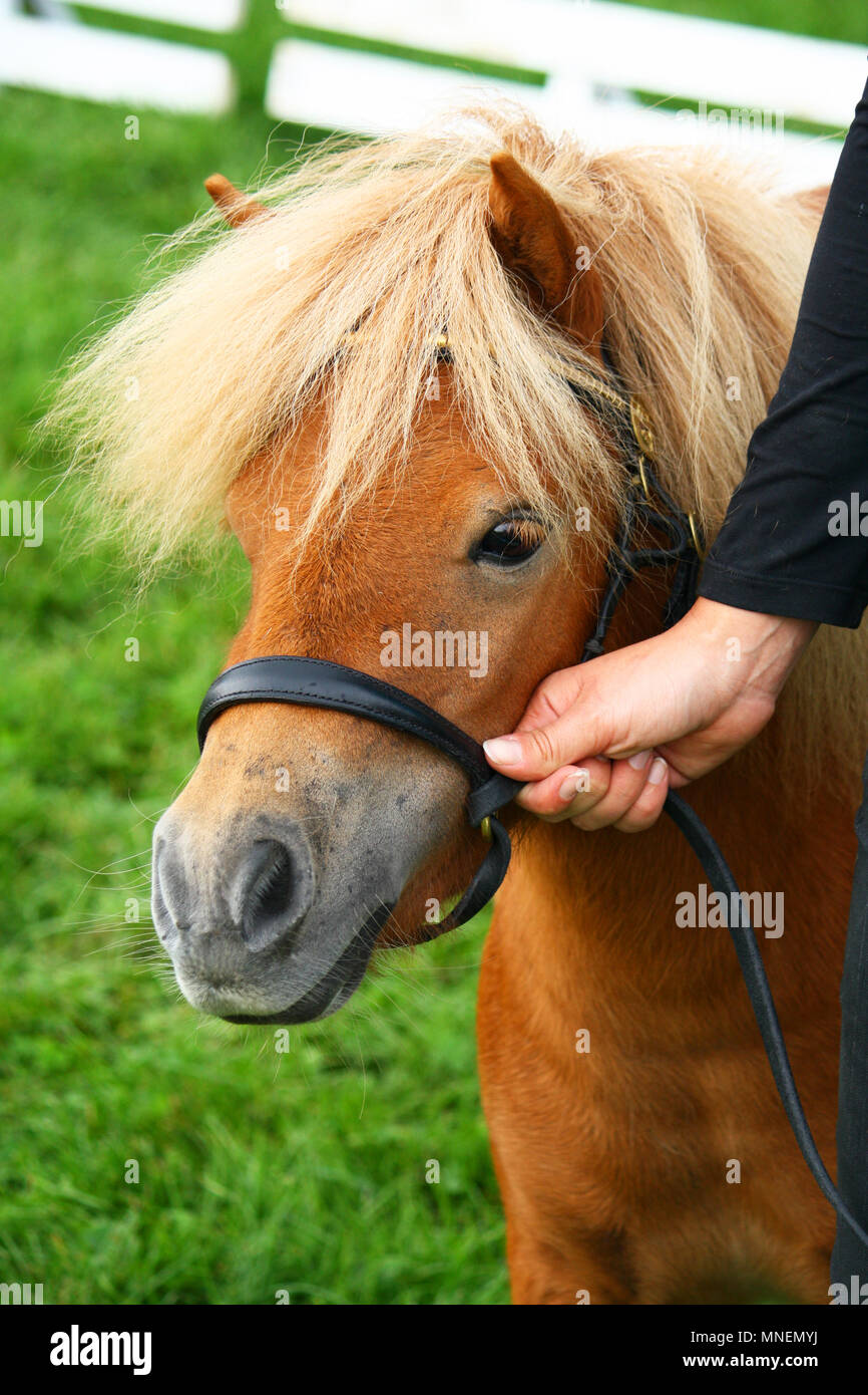 Capezze Per Puledri E Pony - Selleria Shop - Foto 3