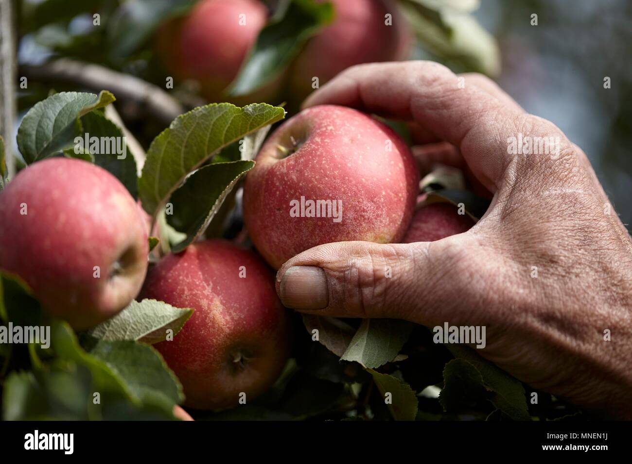 Le mele raccolte Foto Stock