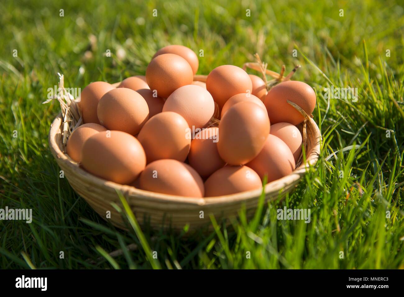 Brown Hen's le uova in un cesto in un campo Foto Stock