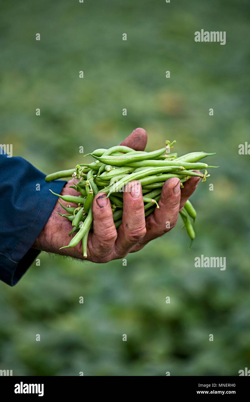 Un agricoltore che detiene appena raccolto i fagiolini verdi Foto Stock