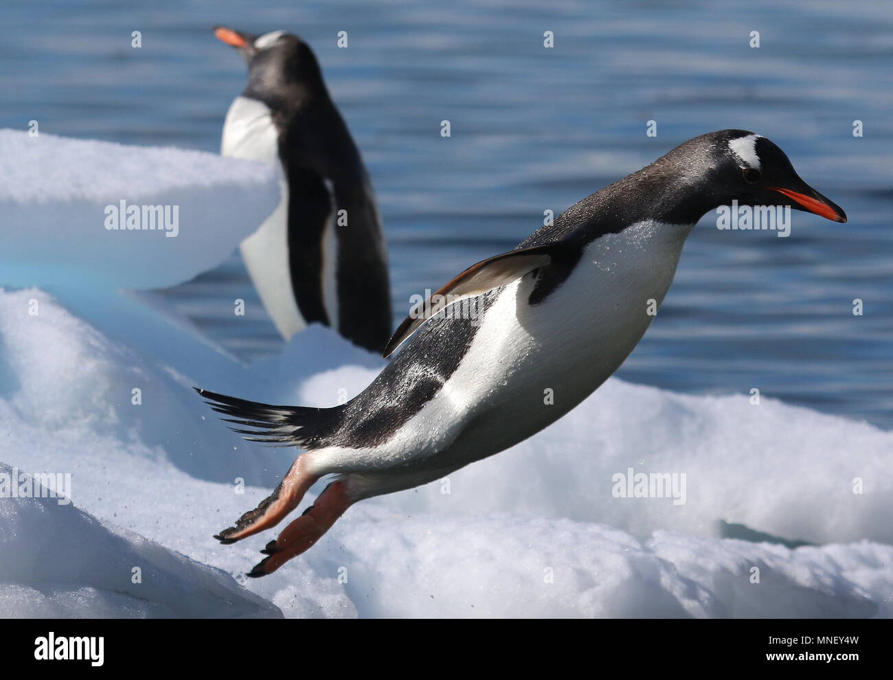 I pinguini Gentoo vita quotidiana Foto Stock