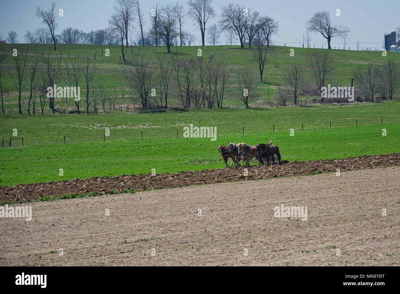 L'agricoltore Amish ruotando il suolo tirato da un team di cavalli su una giornata di primavera Foto Stock