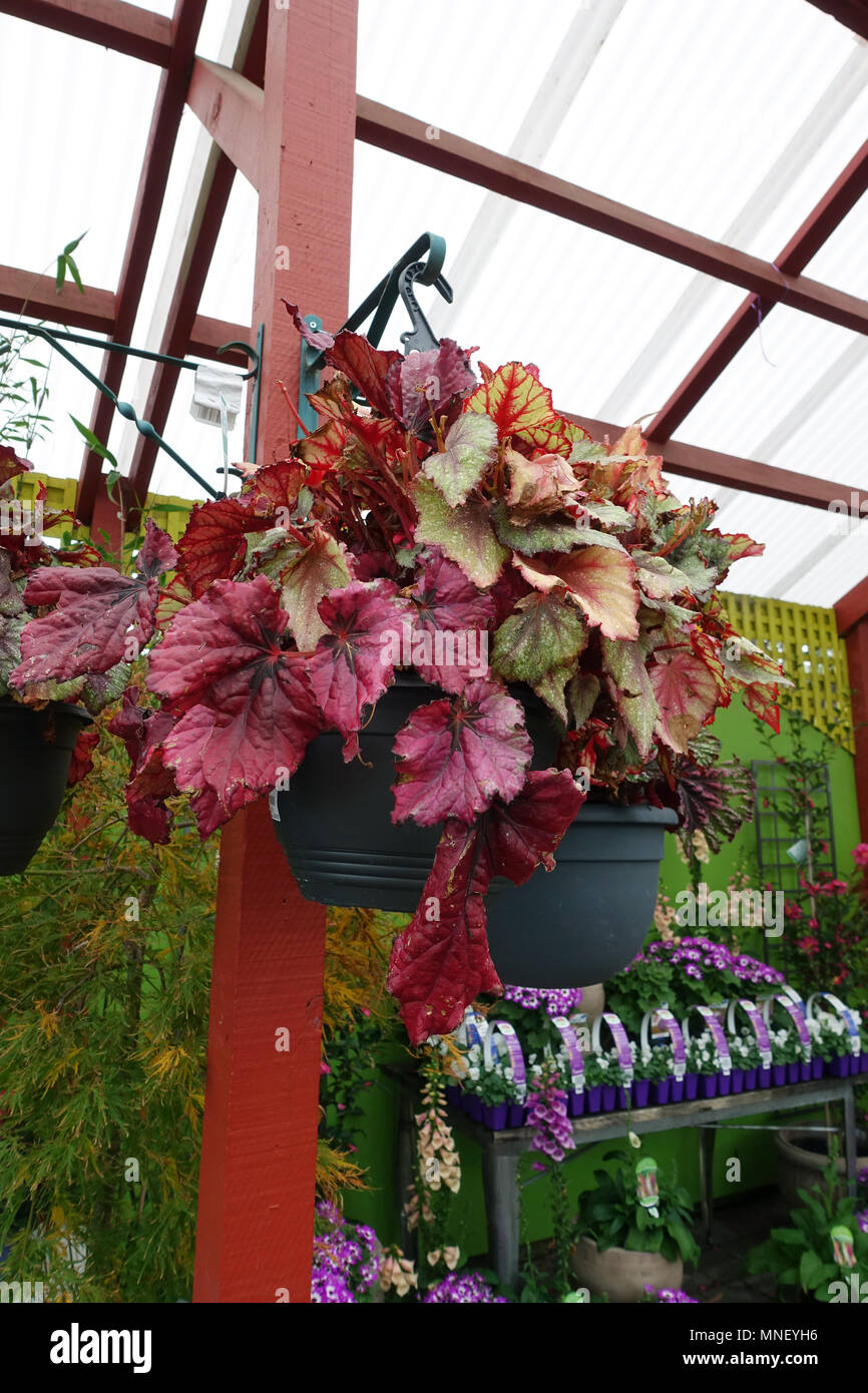 Begonia Rex crescente nella cesta appesa Foto Stock