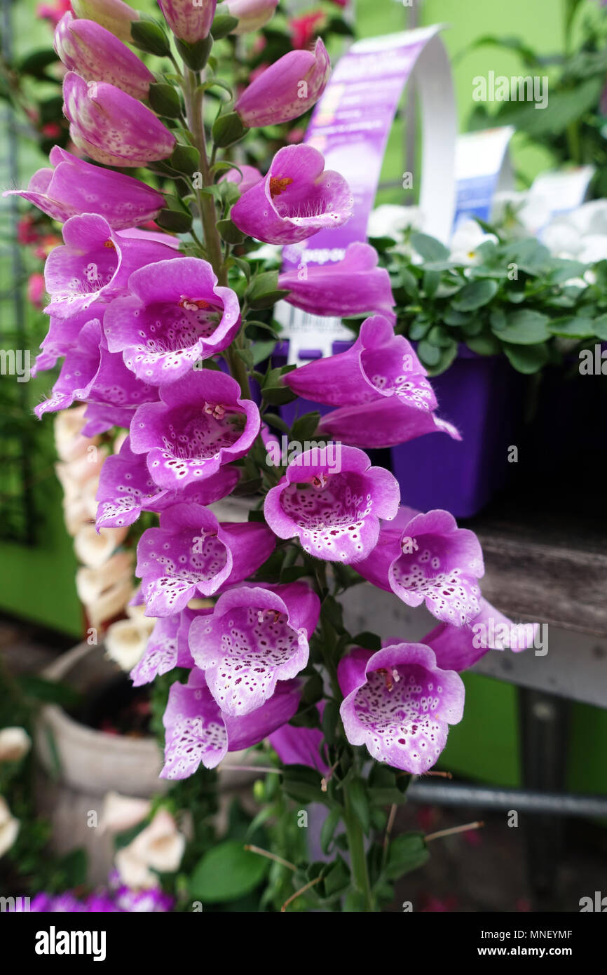 Digitalis purpurea o comunemente chiamato foxgloves Foto Stock