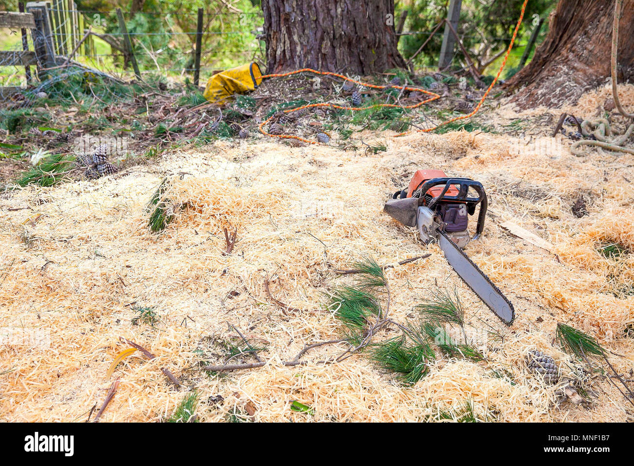 Un chainsaw giacente su di trucioli di legno Foto Stock