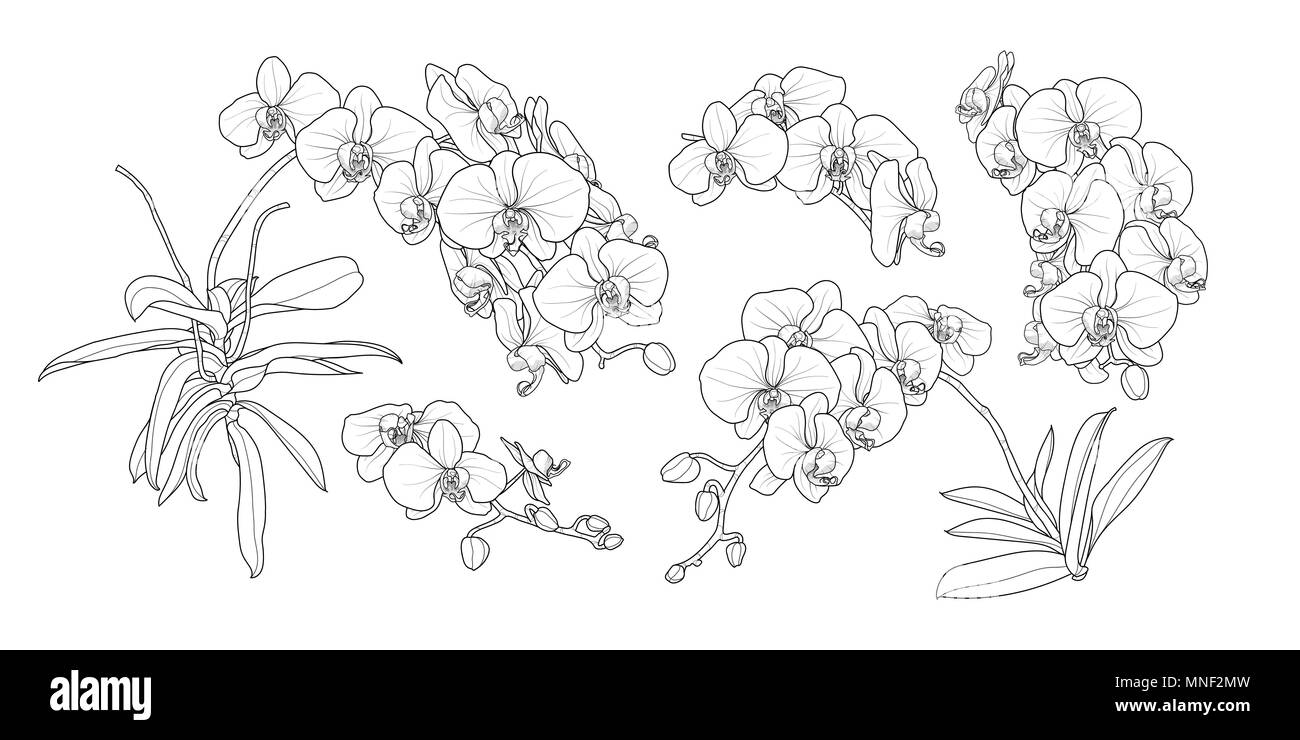 Set di isolato di orchidea ramo in 5 stili set 2. Carino disegnato a mano fiore illustrazione vettoriale nel contorno nero e il piano bianco su sfondo bianco. Illustrazione Vettoriale