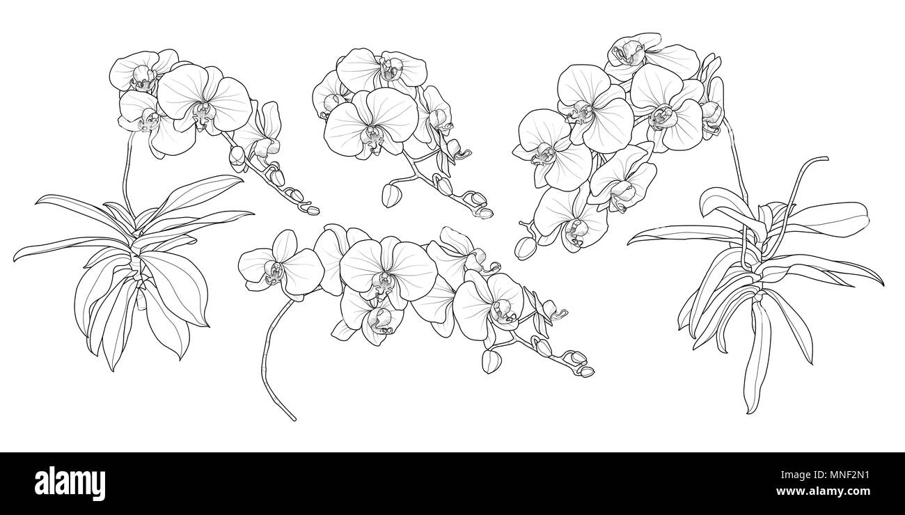 Set di isolato di orchidea ramo in 4 set di stili 3. Carino disegnato a mano fiore illustrazione vettoriale nel contorno nero e il piano bianco su sfondo bianco. Illustrazione Vettoriale
