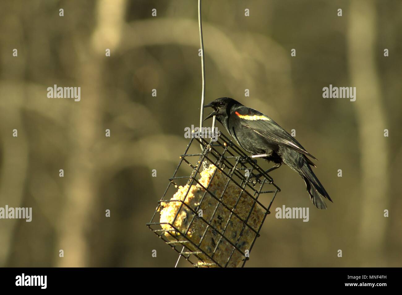 Ala Rossa Blackbird su una gabbia Suet, effettua chiamate Foto Stock