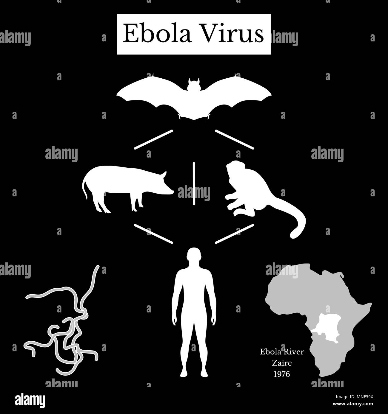 Virus Ebola. Infographics fonte di malattia. Bat flying fox, Pteropus lylei o Pteropodidae, suino, scimmia, uomo, virus, Mappa di Africa e lo Zaire. Bianco o Illustrazione Vettoriale