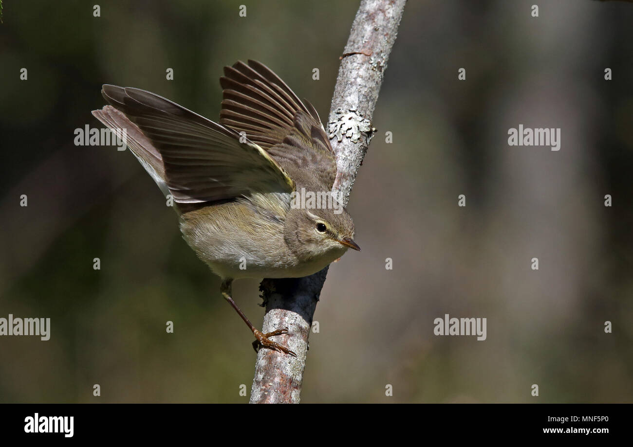 Willow Warbler, con ali sollevate Foto Stock