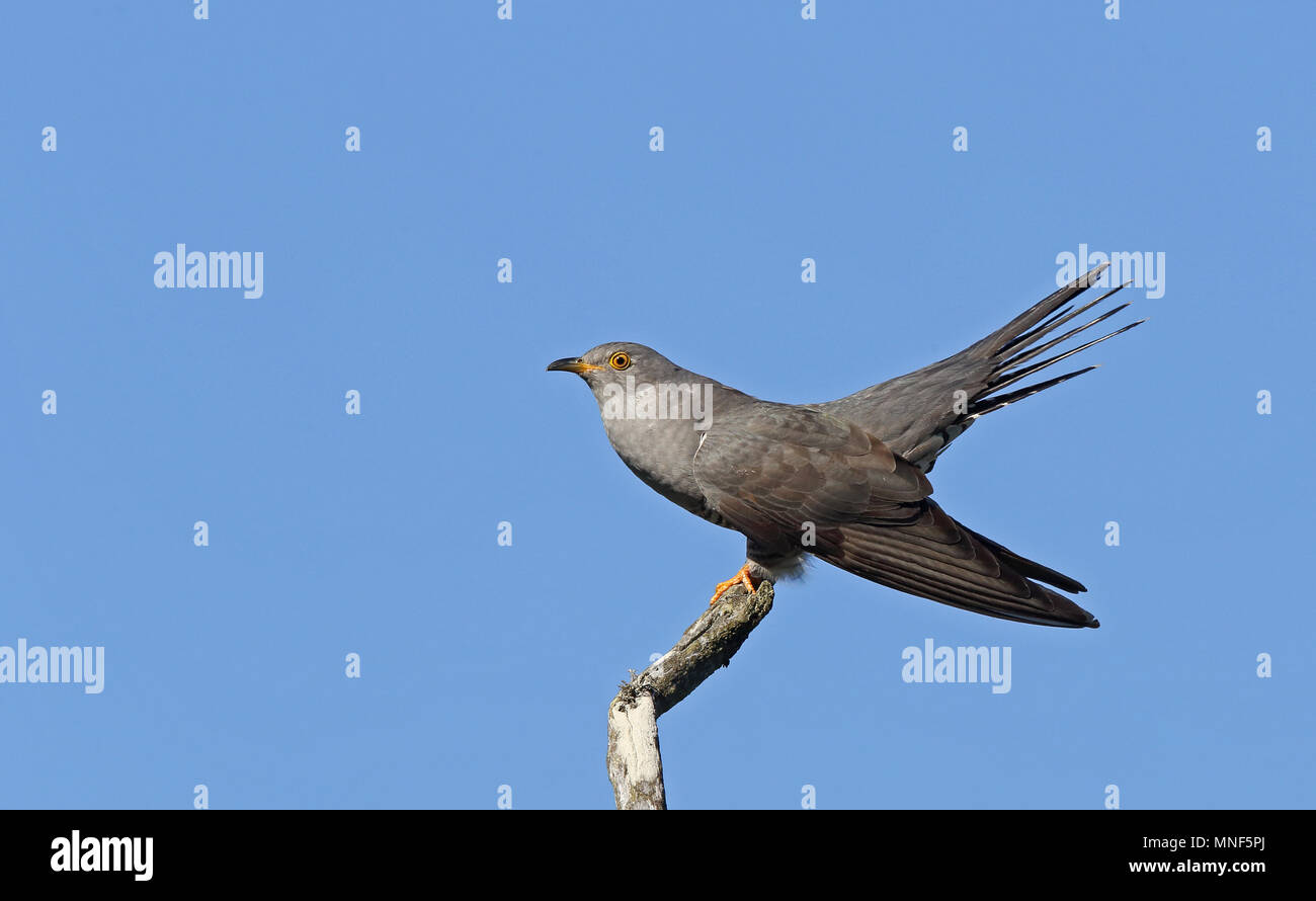Cucuculo comune, maschio che mostra su ramo secco con coda sollevata, isolato Foto Stock