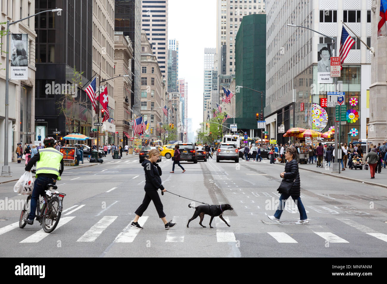 Fifth Avenue di New York - i pedoni, passeggiate con il cane e il ciclista attraversando la Quinta Avenue di New York City, Stati Uniti d'America Foto Stock