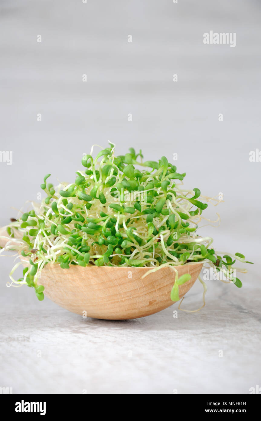 In rapida crescita di micro verdi di insalate tutto l'anno. Una manciata di germogliato di germogli alfalfa in un cucchiaio di legno. Close-up. Foto Stock