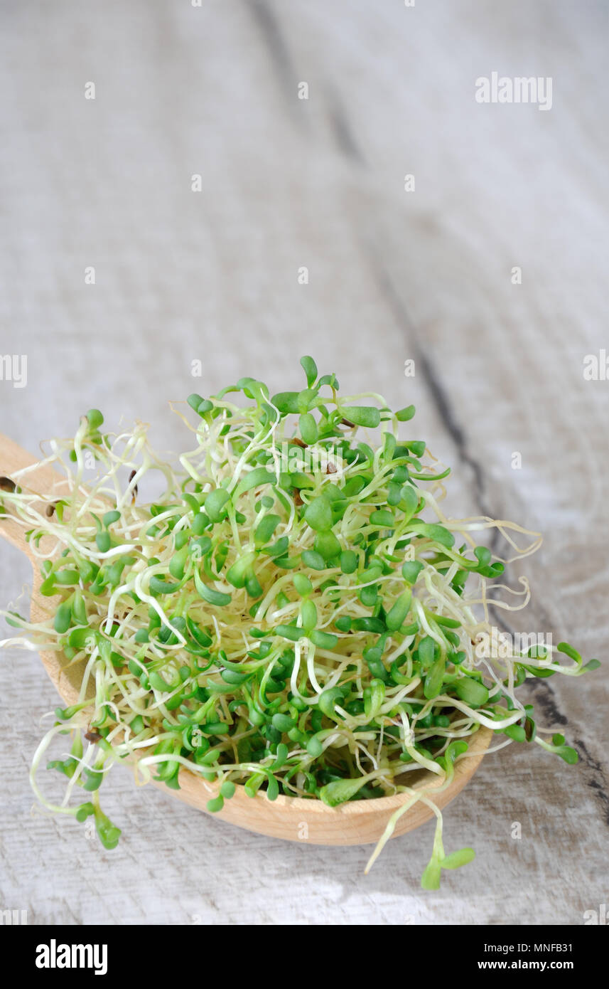 In rapida crescita di micro verdi di insalate tutto l'anno. Una manciata di germogliato di germogli alfalfa in un cucchiaio di legno. Close-up. Foto Stock