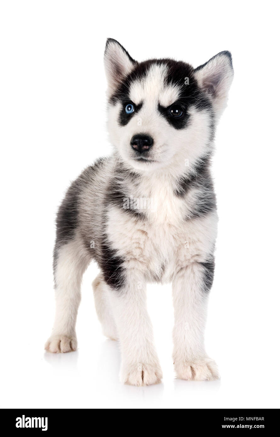 Cucciolo di siberian husky di fronte a uno sfondo bianco Foto Stock