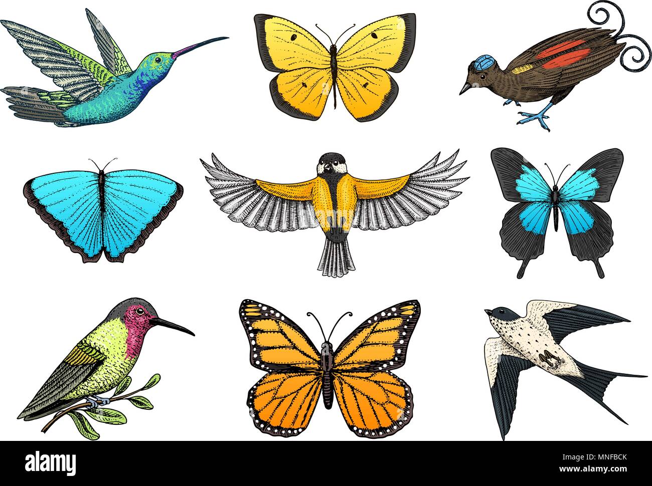 Raccolta Di Farfalla Colorata Insetti E Uccelli Simbolo Entomologica Della Liberta Incisi Disegnati A Mano Schizzo Vintage Per Matrimoni Carta O Materiali Tessili Illustrazione Vettoriale Selvatica Animali A Molla Immagine E Vettoriale