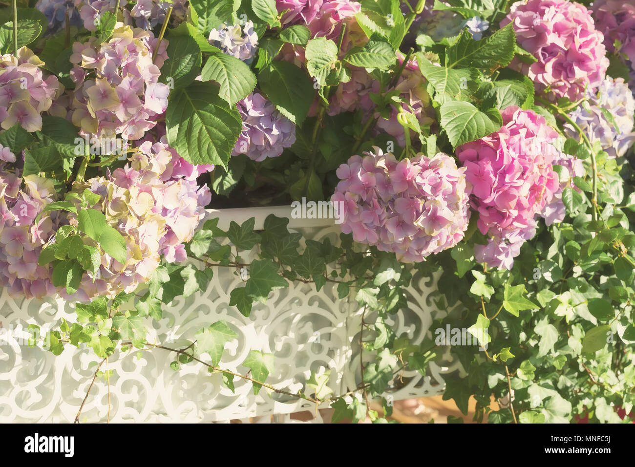 Abbondante rigogliosa fioritura viola rosa ortensie in bianco openwork vasi. Luce Romantica estate con sfondo bokeh di fondo Foto Stock