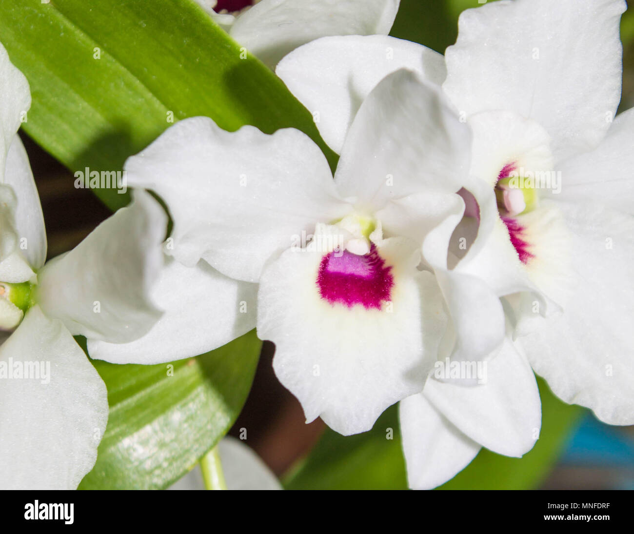 Bianco con rosa midpoint Orchid close-up Foto Stock