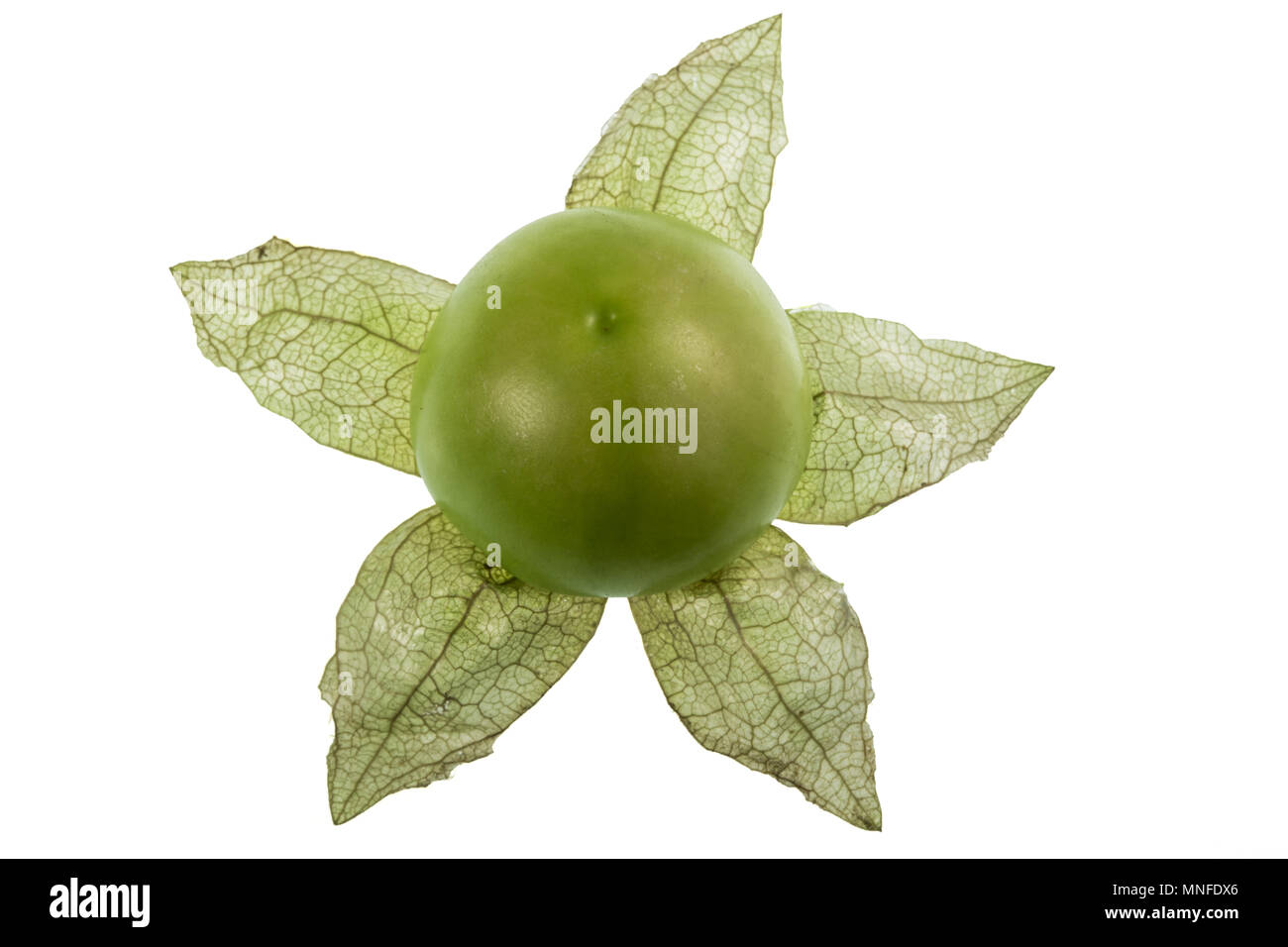 Il Tomatillo o sansa messicana pomodoro, Physalis philadelphica, e la sua forma a stella di carta come lolla. Foto Stock