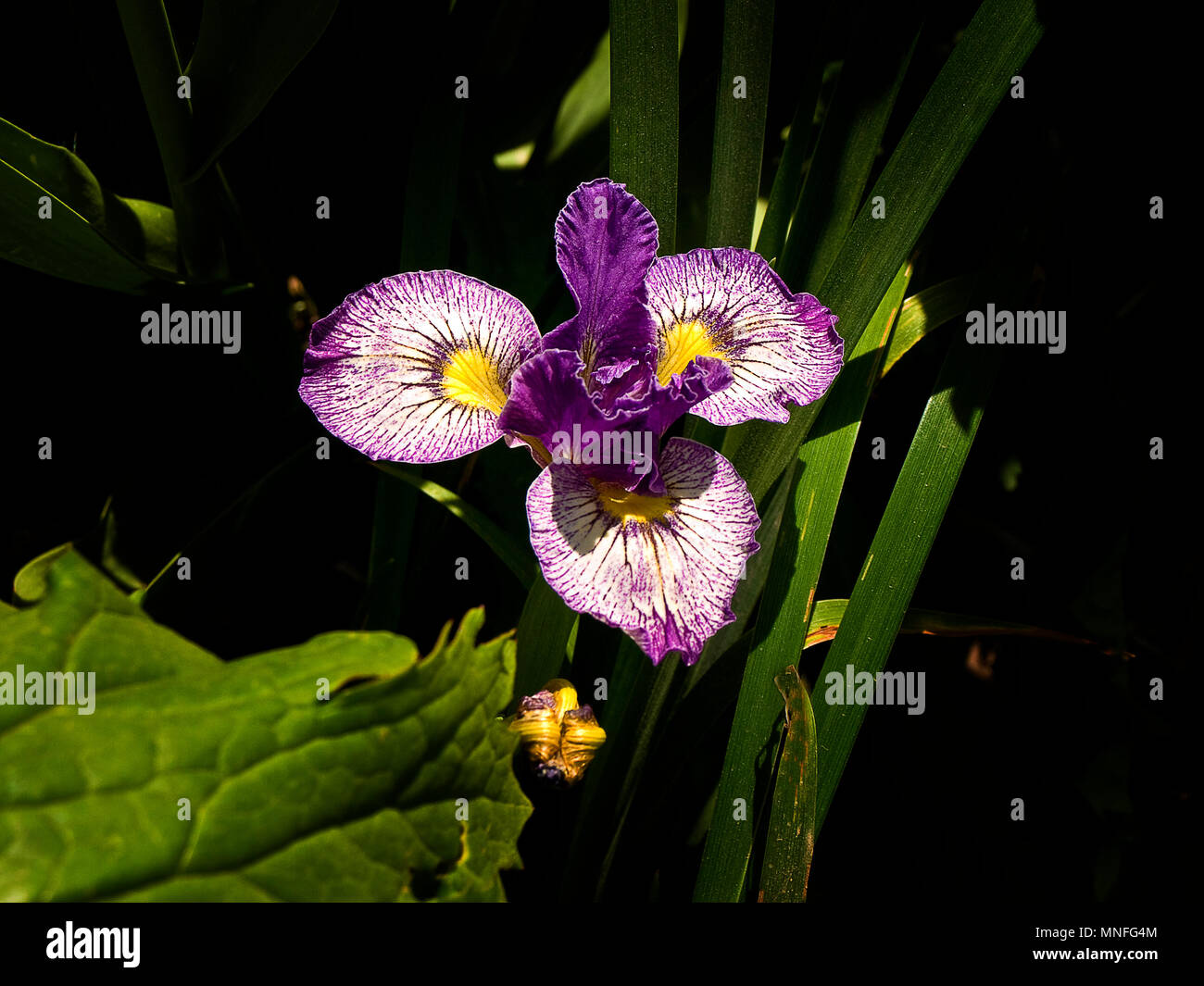 Fiore di Iris (Iridaceae) Foto Stock