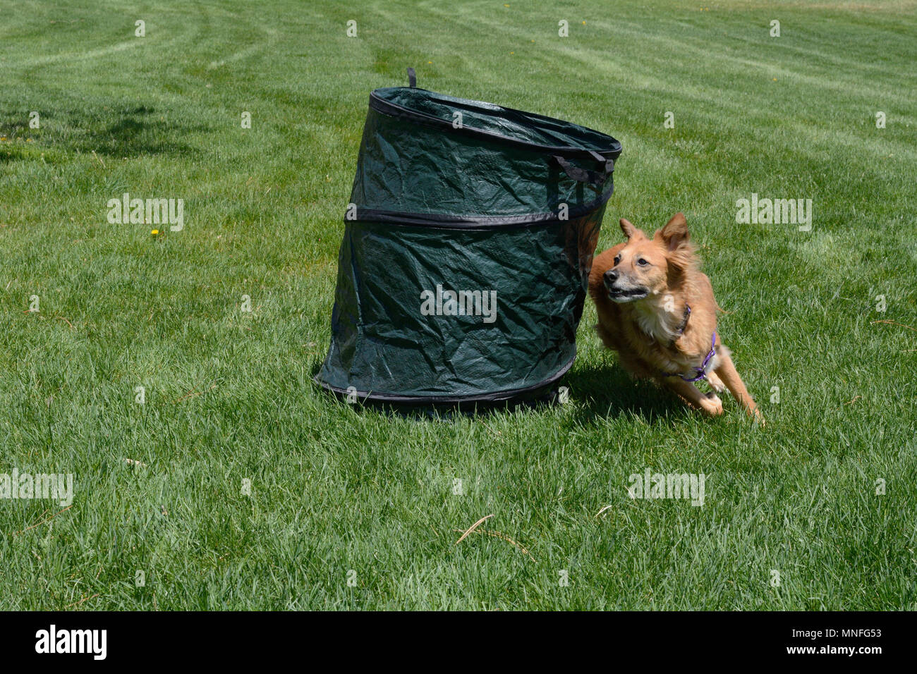 Razza cane marrone in esecuzione strettamente attorno la canna in pratica di agilità Foto Stock