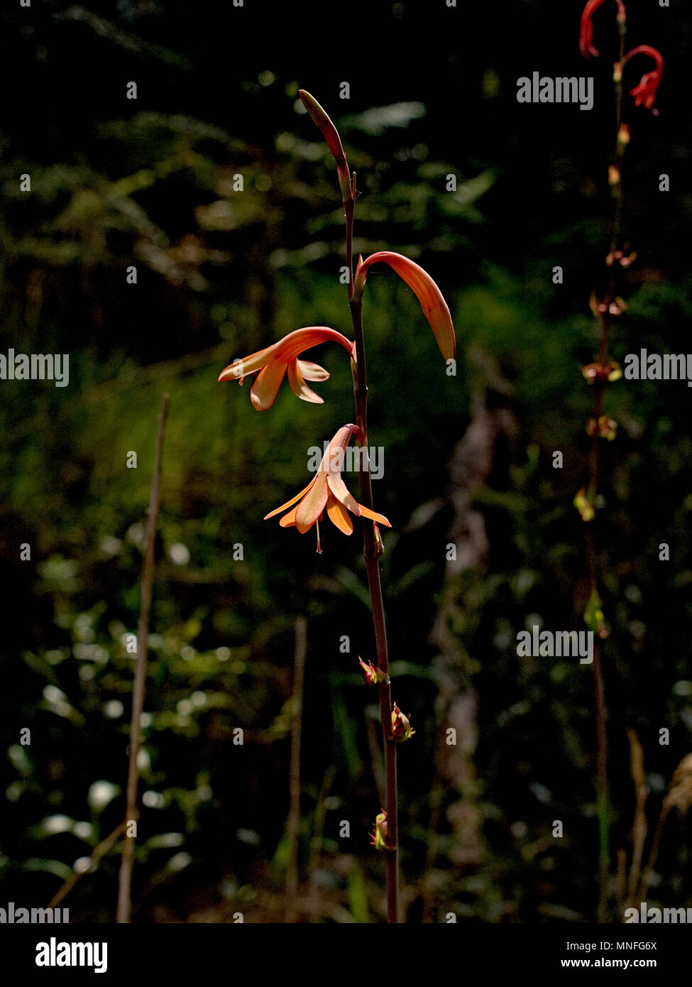 Le campane di Natale fiori (Blandifordia nobilis) Foto Stock
