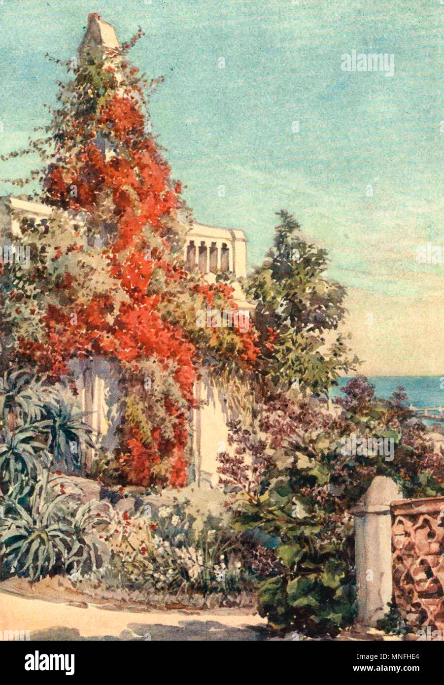 Bouganville, Algeri, Algeria, circa 1906 Foto Stock