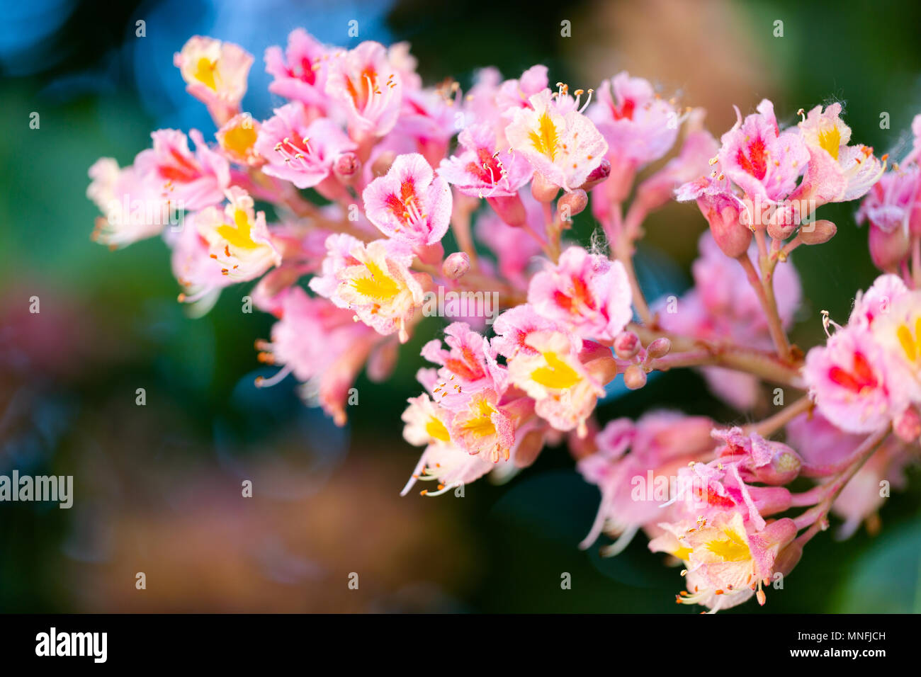 Rosa castagno, Aesculus x carnea, o rosso ippocastano fiori che sbocciano in condizioni estreme di germogli di macro. Orizzontale, full frame il raccolto Foto Stock