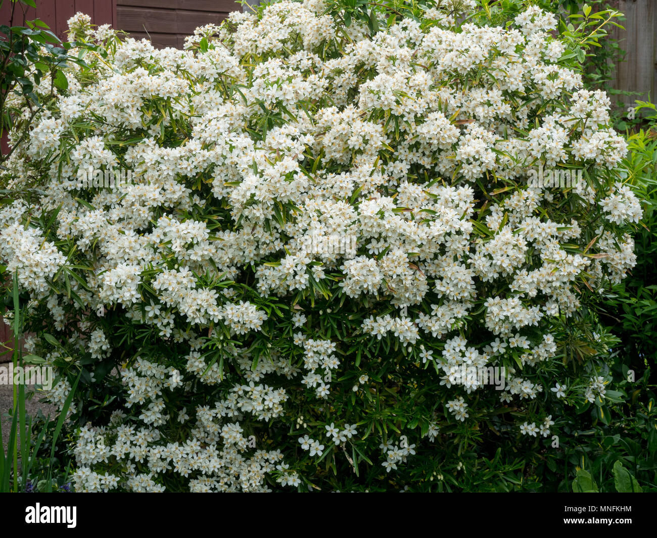 Un impianto di Choisya x dewitteana Aztec Pearl in pieno fiore Foto Stock