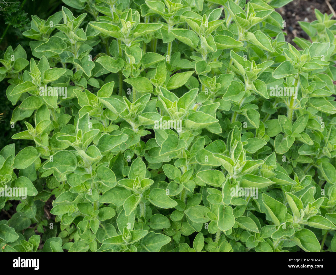 Una chiusura del fresco verde fogliame di origano greco Foto Stock