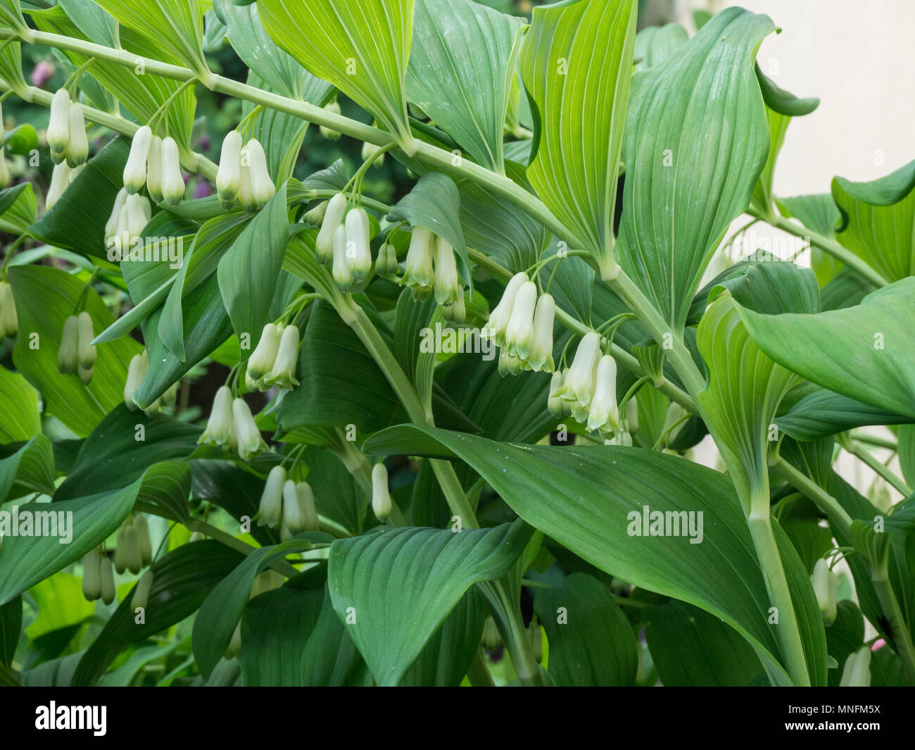 L'inarcamento verde fogliame ed appendere i fiori bianchi delle Salomone guarnizione (Polygonatum × hybridum) Foto Stock