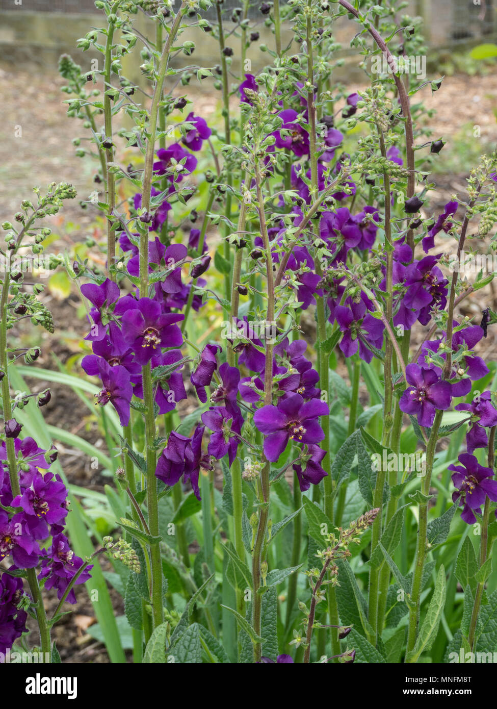 Un intrico di Molène phoeniceum Violetta che mostra i Deep Purple puntine di fiore Foto Stock