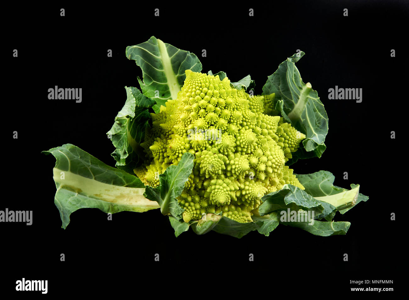 Un cavolo romano su sfondo nero Foto Stock