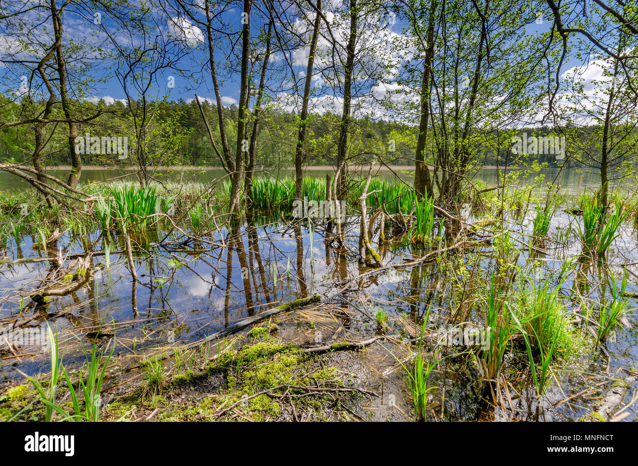 A masurian wild. La sponda del lago Pluszne, warmian-masurian provincia, Polonia. Foto Stock