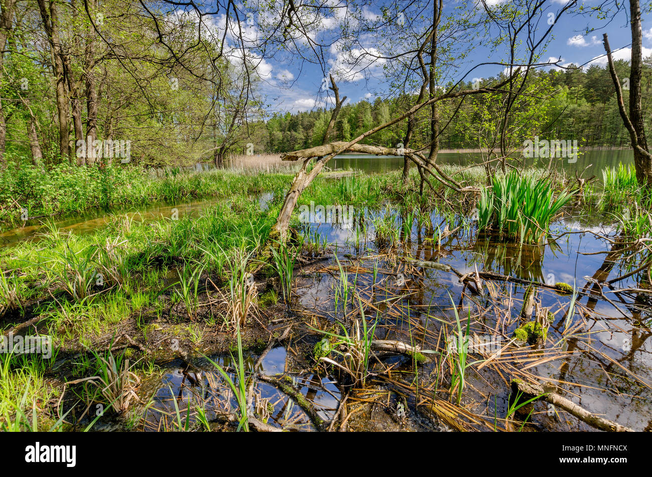 A masurian wild. La sponda del lago Pluszne. Confine storico tra il polacco Prince-Bishopric di Warmia e Masuria prussiano regione. Warmian Foto Stock