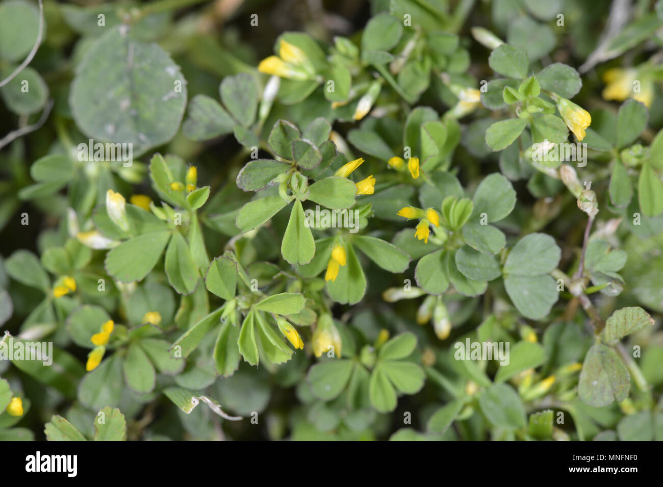 Sottile - Trifoglio Trifolium micranthum Foto Stock