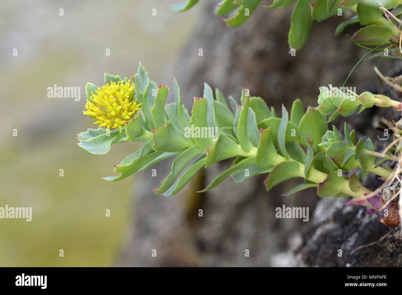 Roseroot - Rhodiola rosea Foto Stock