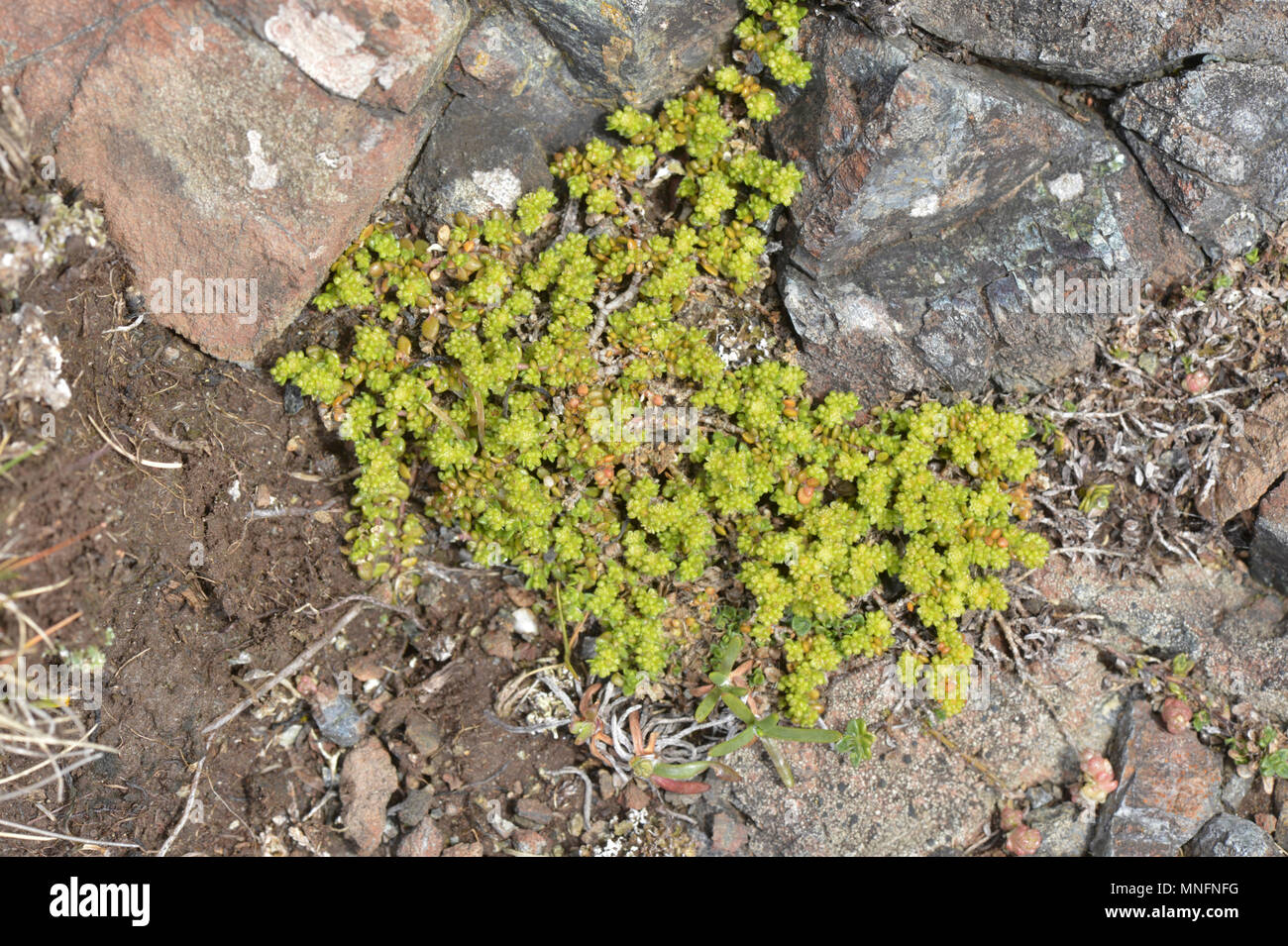 Orlata Rupturewort - Herniaria ciliolata Foto Stock