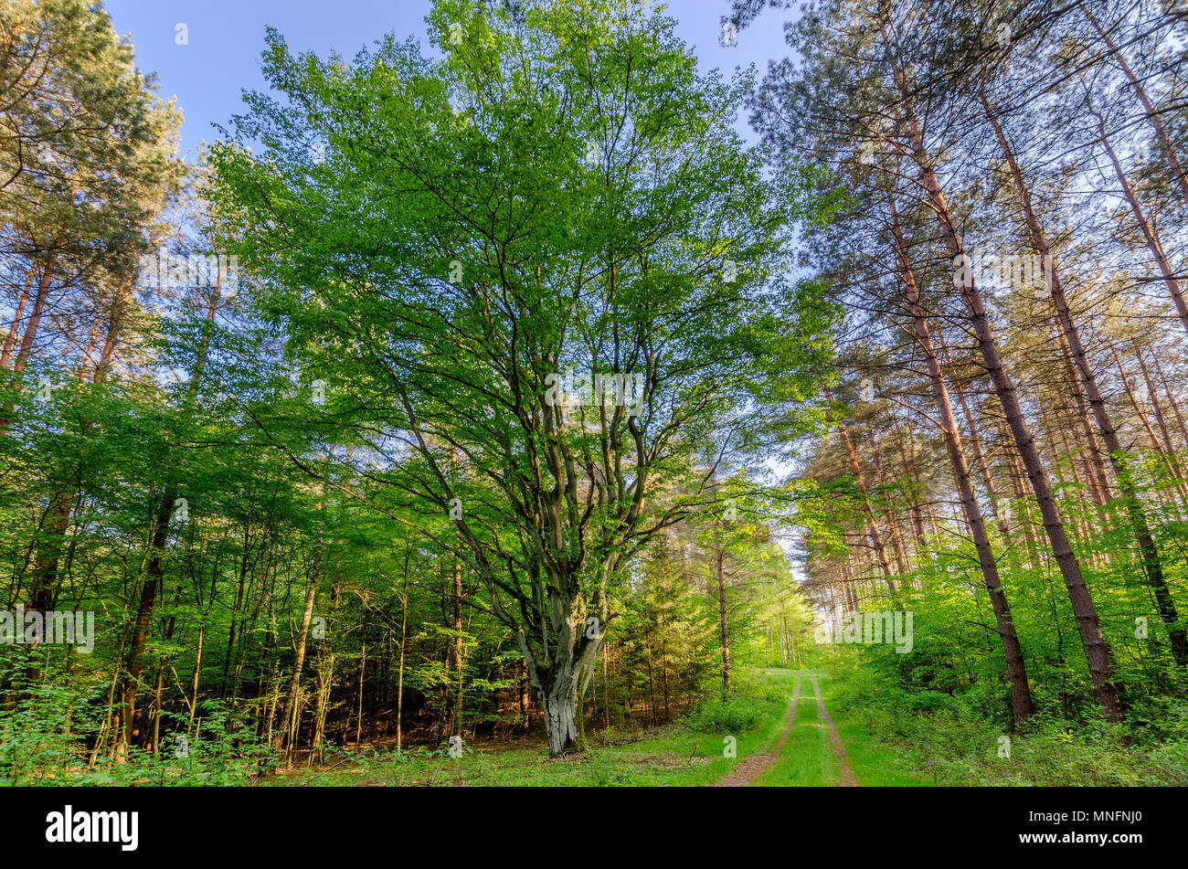 Un ampio faggio su una strada forestale. Warmian-masurian provincia, Polonia. Foto Stock