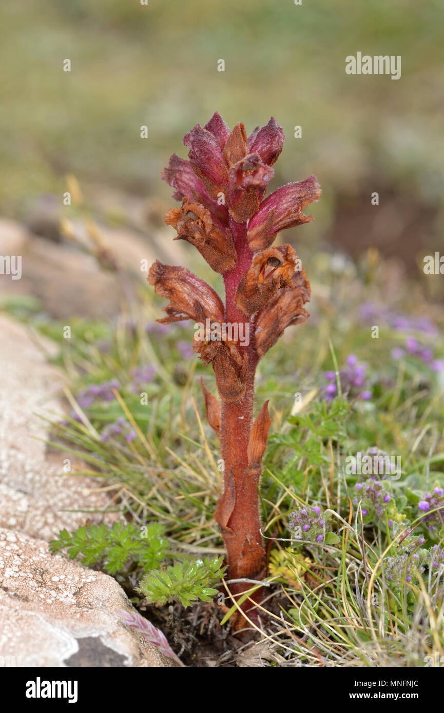 Il timo Succhiamele prataiolo - Orobanche alba Foto Stock