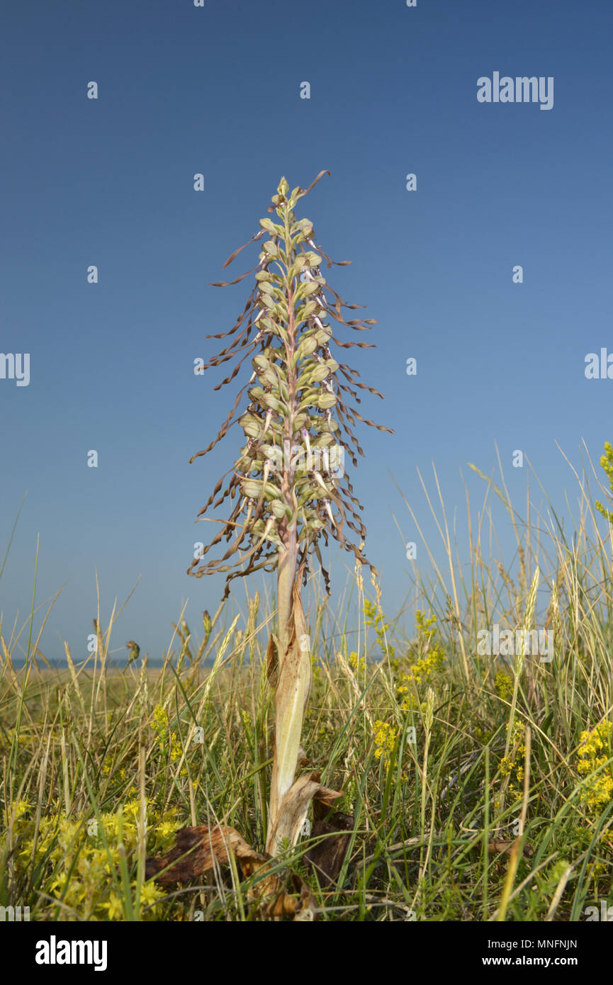 Lizard Orchid - Himantoglossum hircinum Foto Stock