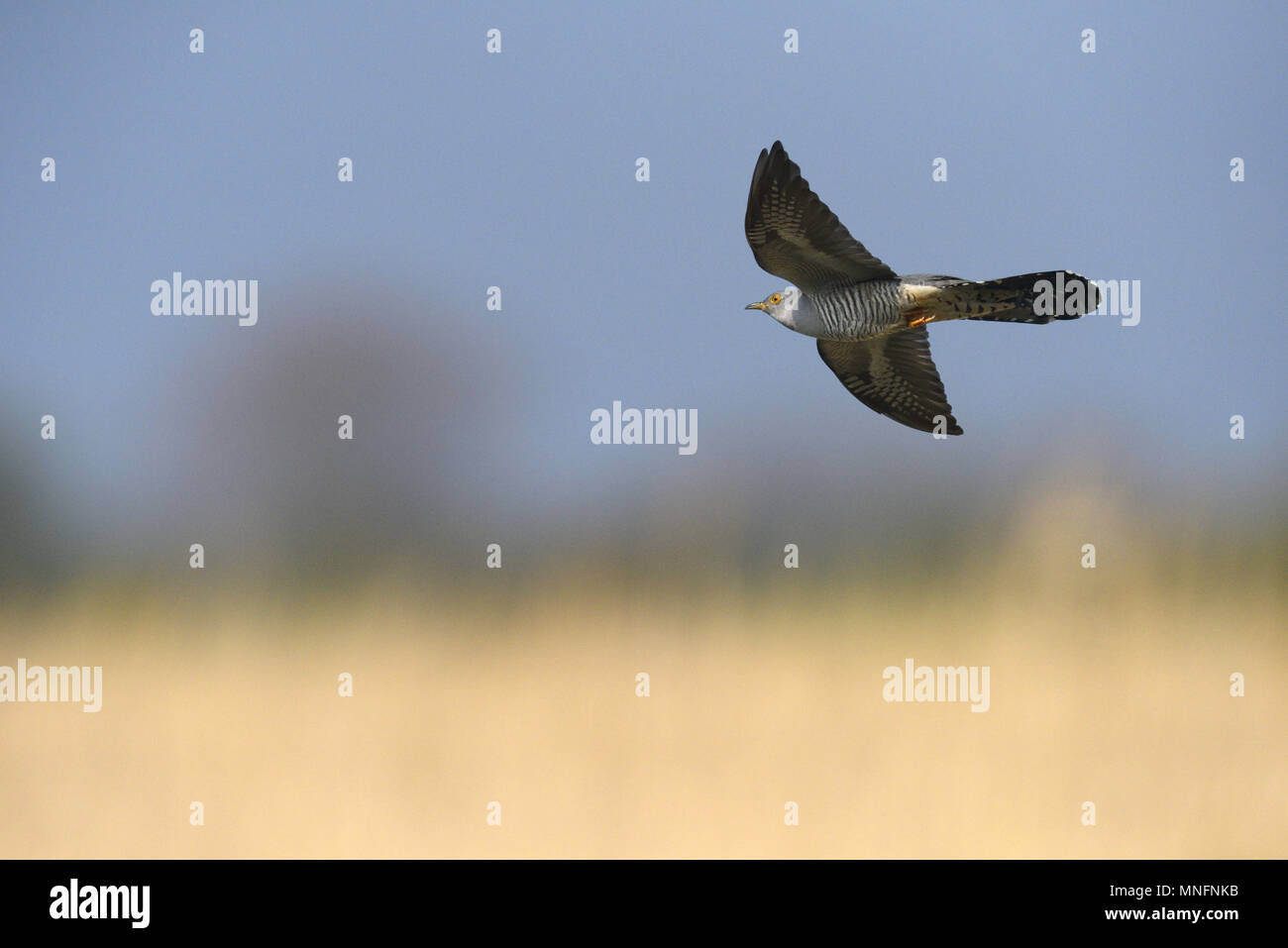 Il cuculo - Cuculus canorus Foto Stock