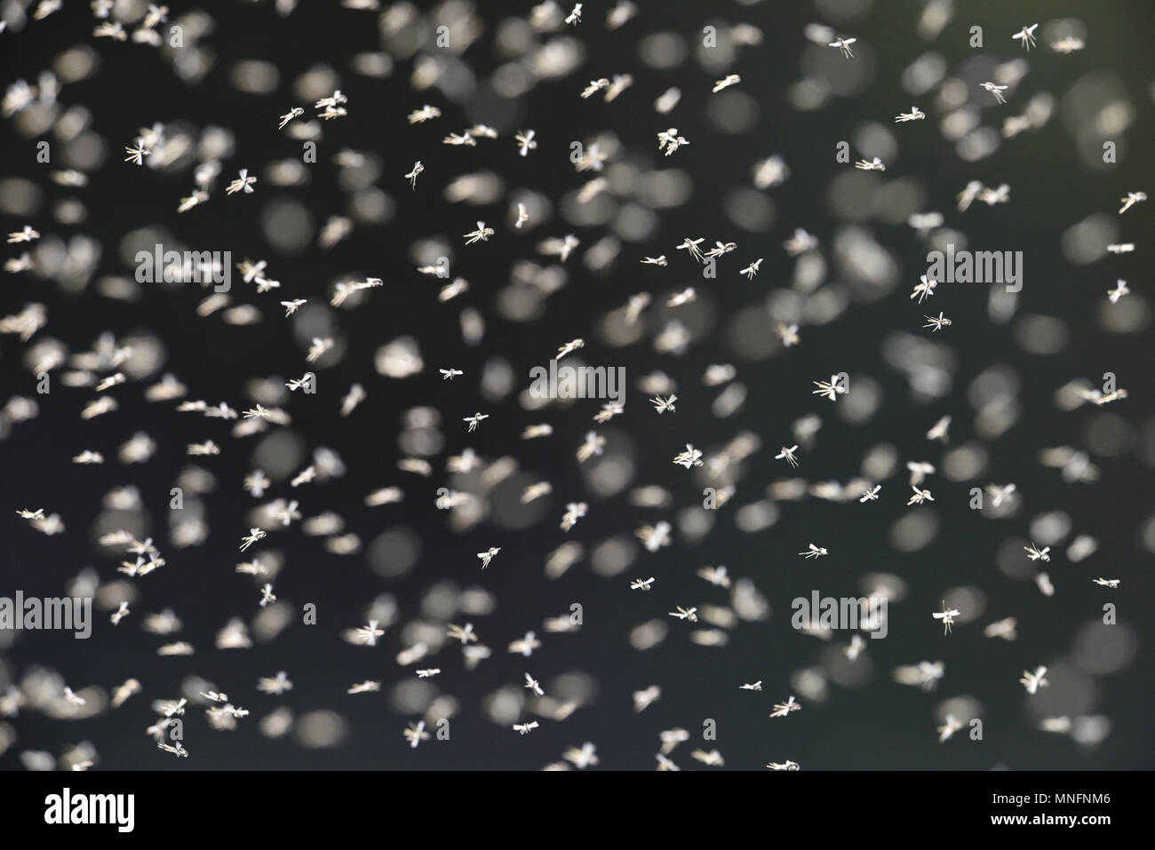 Midge - ditteri, familly Chironomidae Foto Stock