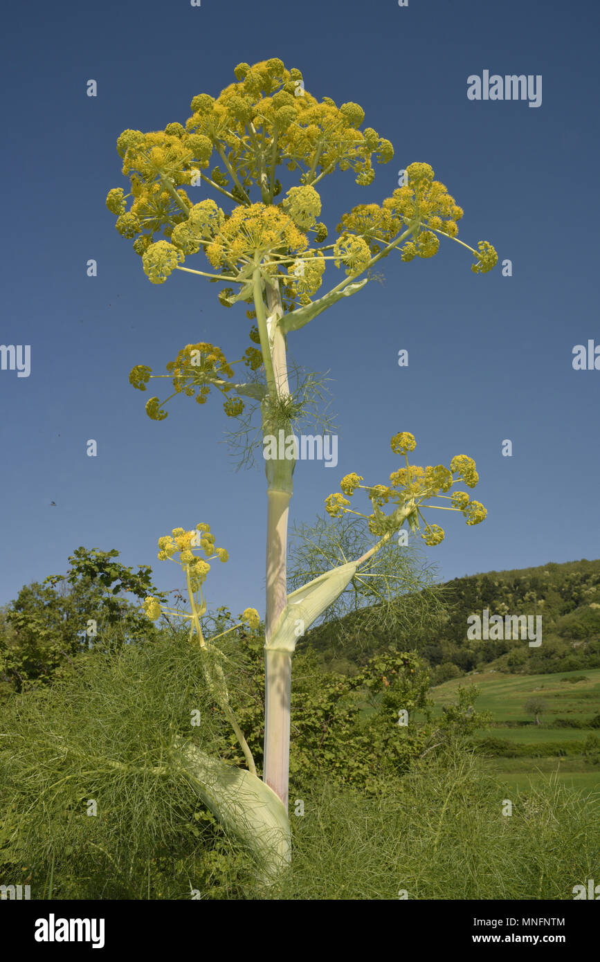 Finocchio gigante - Ferula communis Foto Stock
