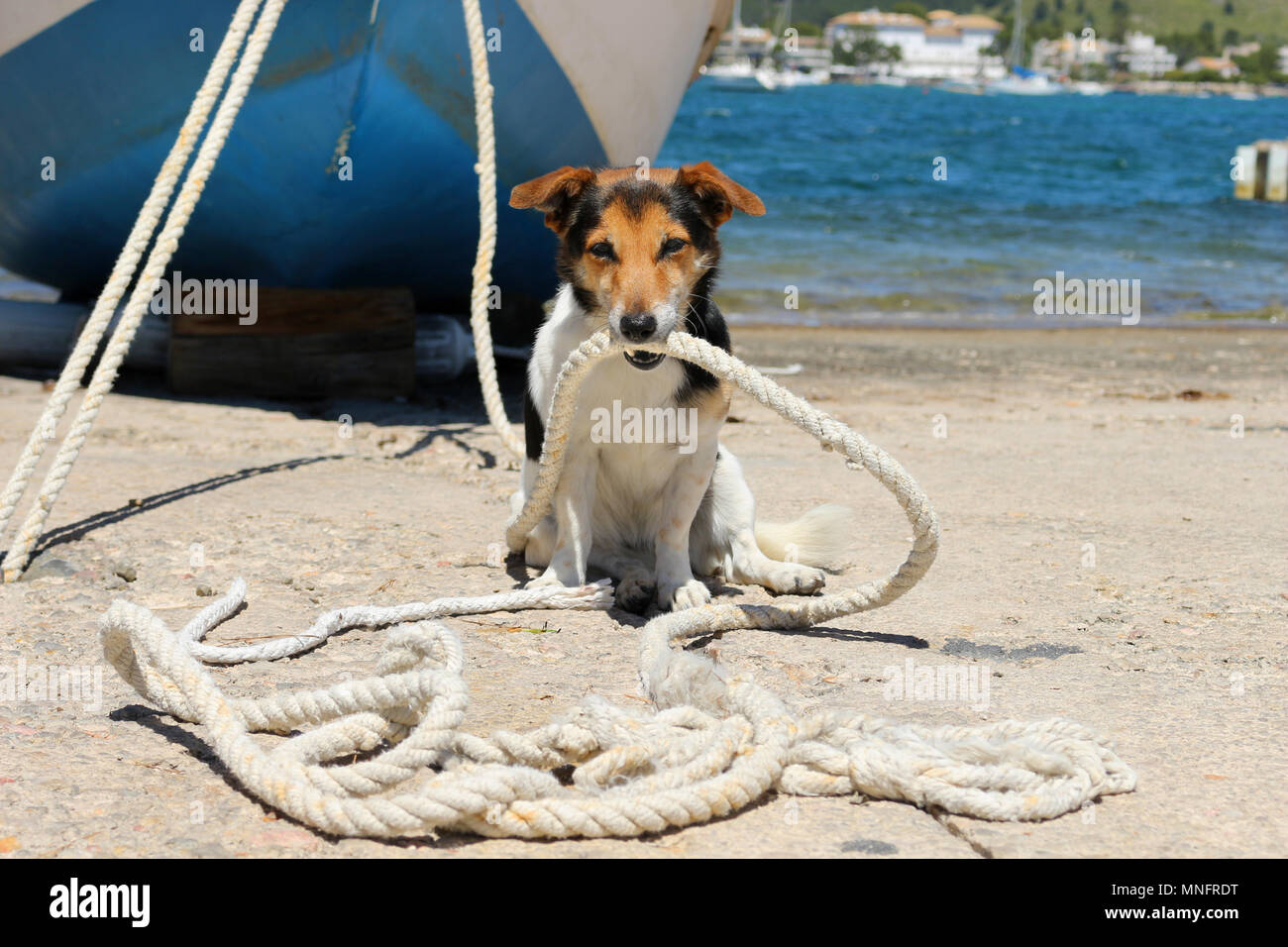 Jack Russell cane tenendo la fune di una barca Foto Stock